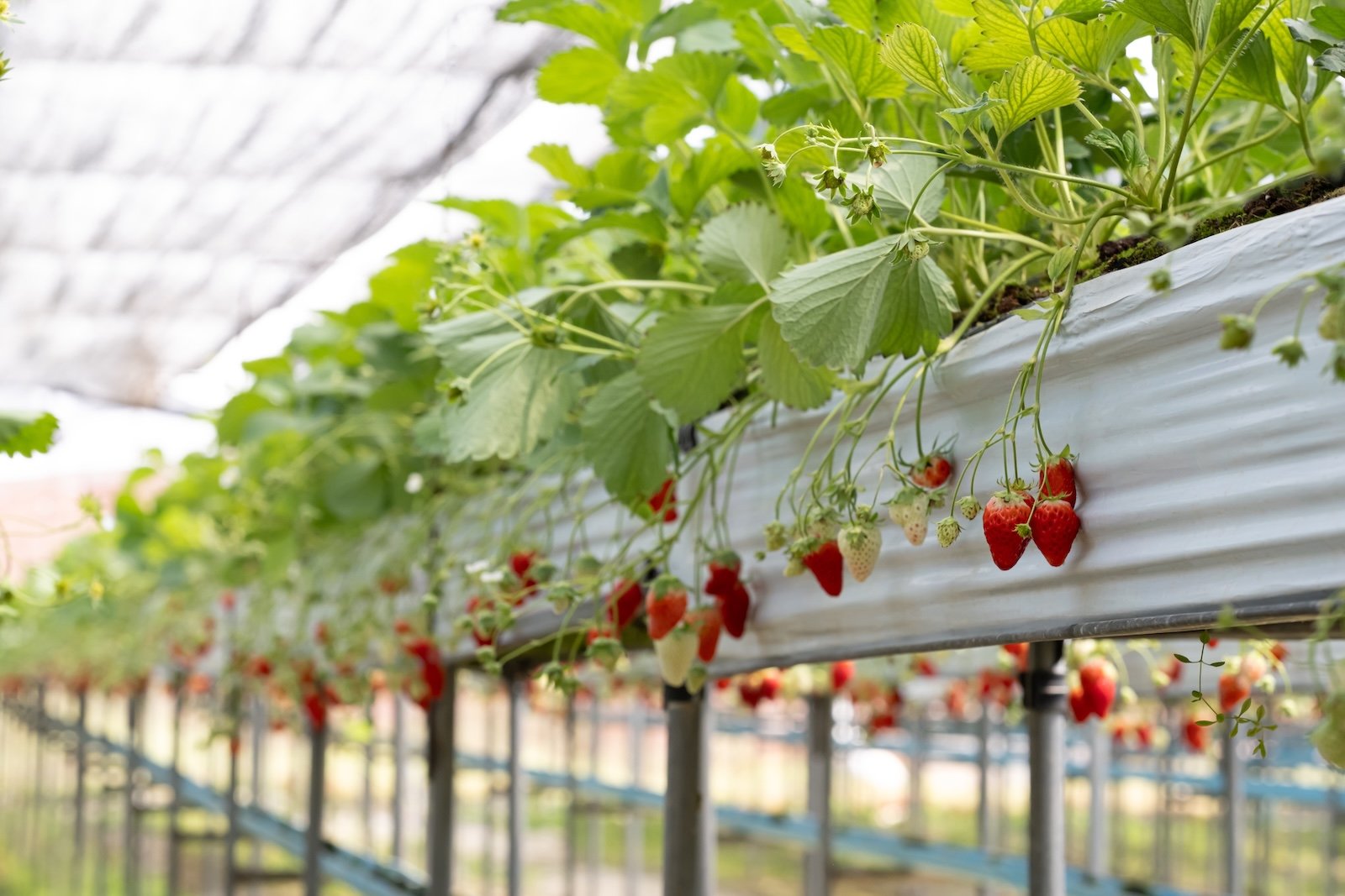 Aardbeienplanten in teeltgoten in een belichte kas