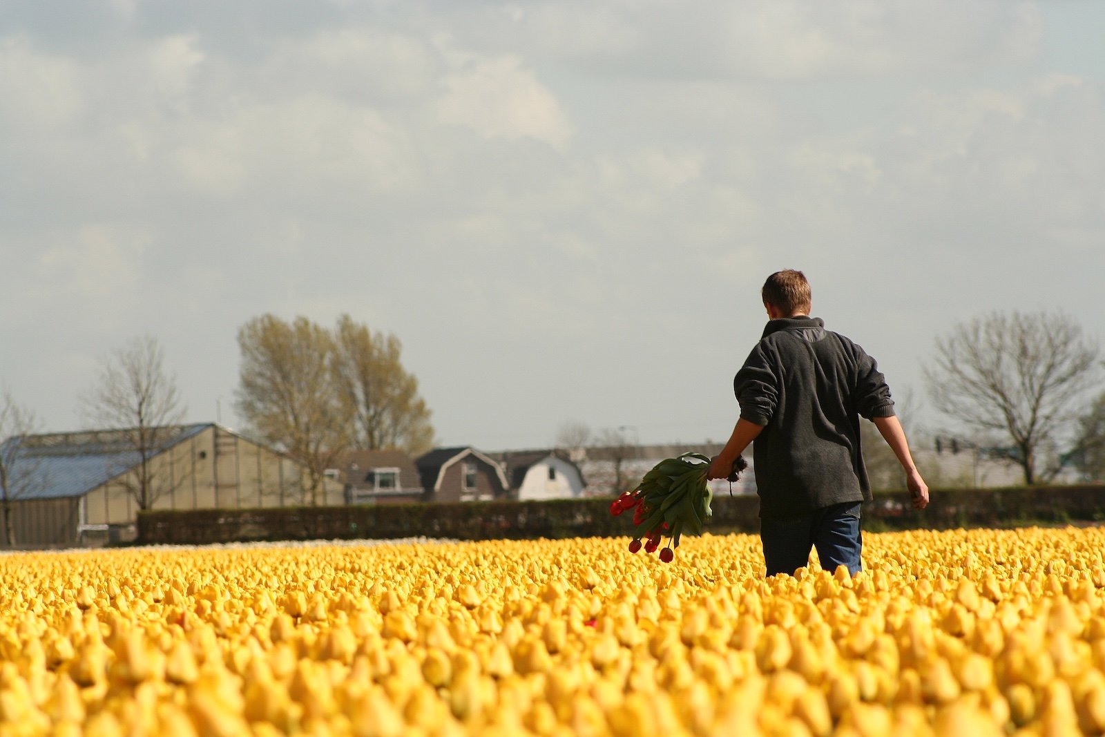 Bollenkweker in het tulpenveld