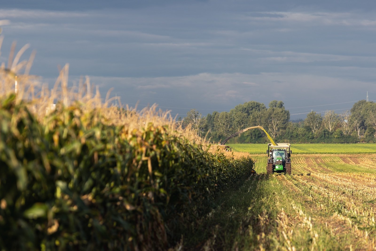 Tractor met hakselaar oogst maïs op een akker tijdens de najaarsoogst