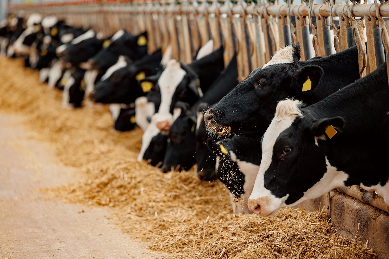 Zwartbonte melkkoeien eten aan het voerhek in een moderne melkveestal